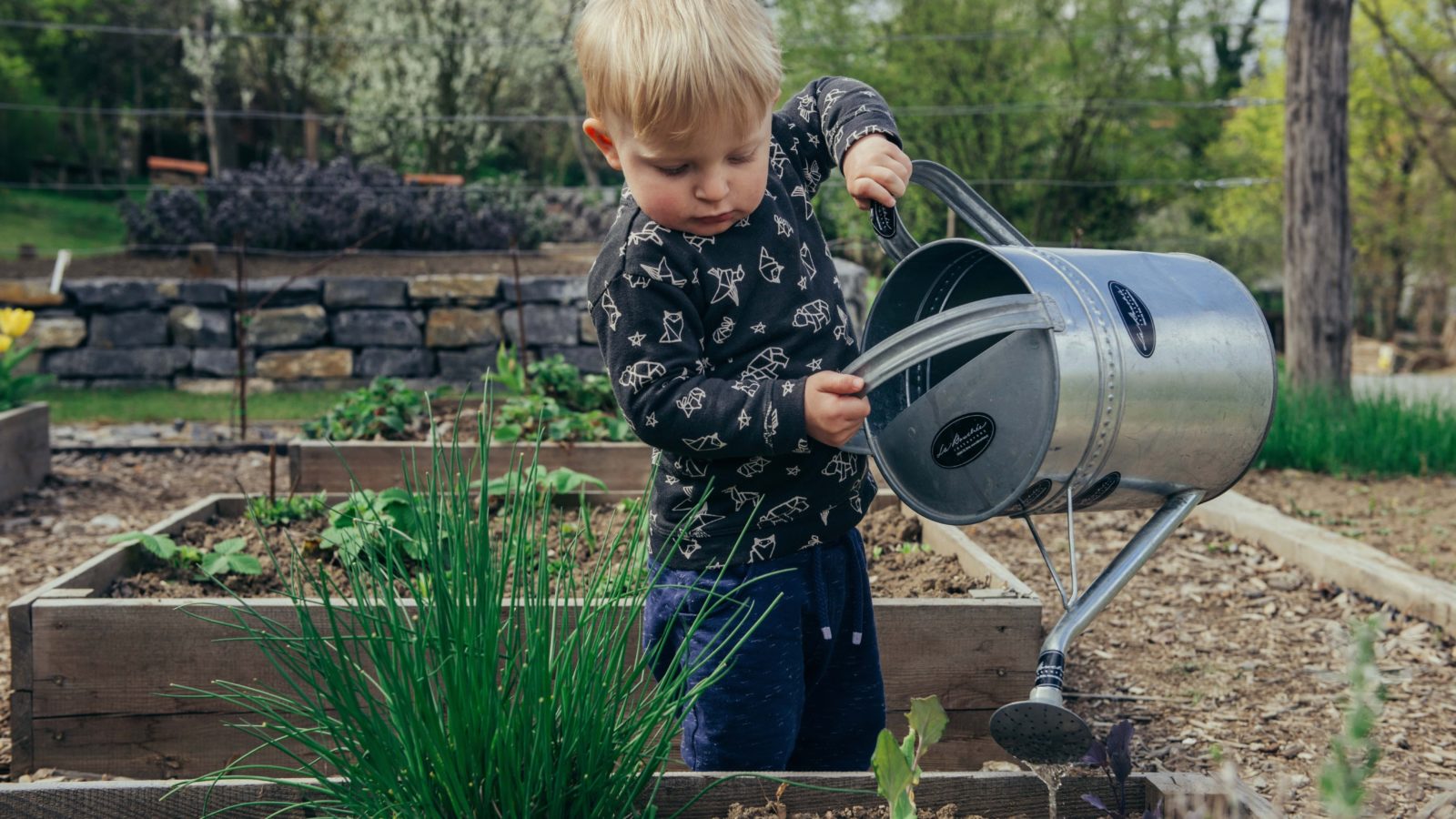 a small blonde child standing in a water garden watering the plants with a large metal watering can