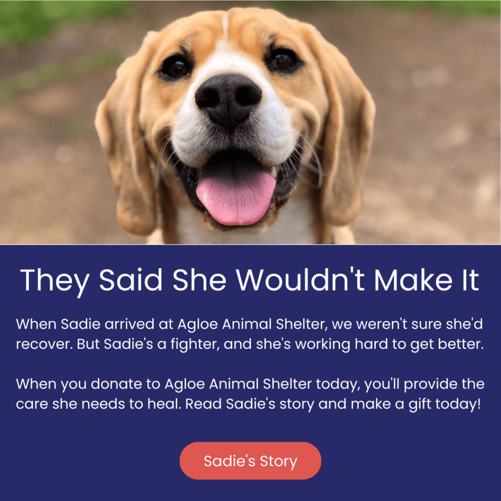 A social media graphic shows a happy-looking beagle above a block of text similar to the previous image. In this case, the text reads, “When Sadie arrived at Agloe Animal Shelter, we weren't sure she'd recover. But Sadie's a fighter, and she's working hard to get better. When you donate to Agloe Animal Shelter today, you'll provide the care she needs to heal. Read Sadie's story and make a gift today!” Beneath the text is a red button labeled “Sadie’s Story.”