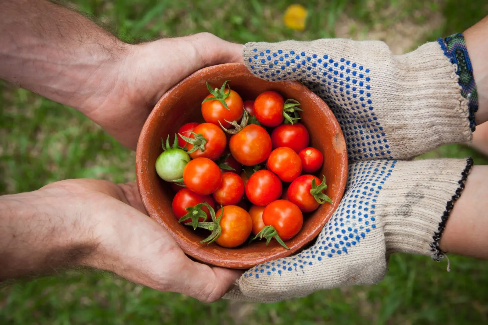 Two pairs of hands holding a bowl full of cherry tomatoes. One of them is wearing gardening gloves