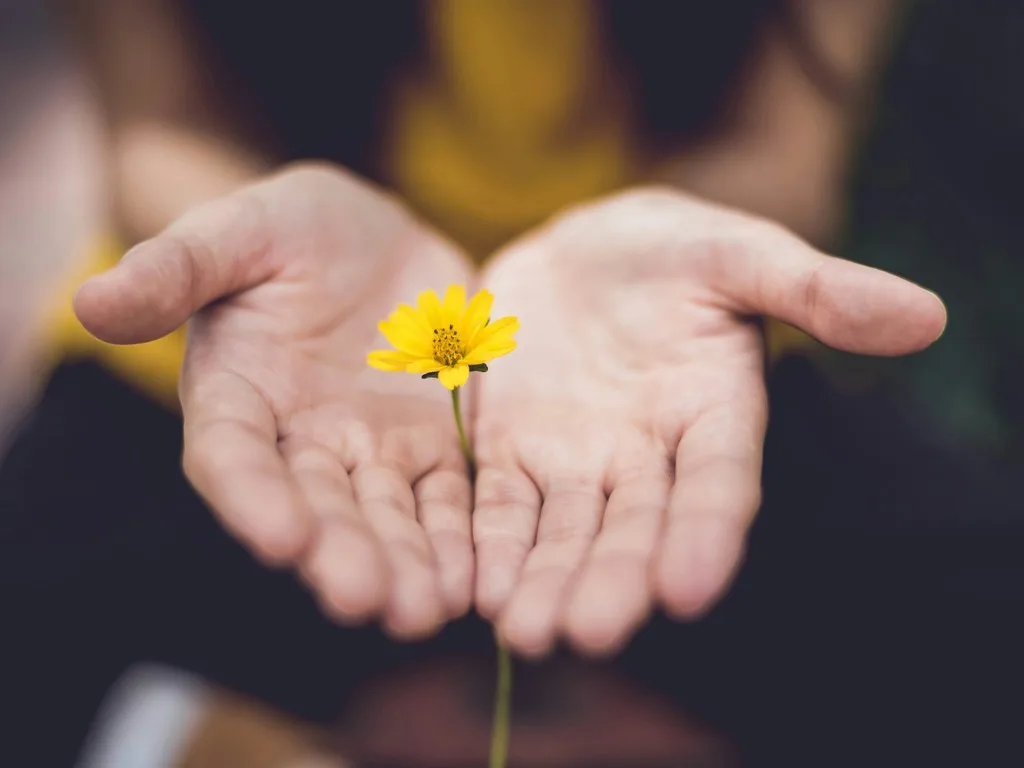 a pair of hands holding out a yellow daisy as a gift